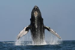 Inspired by nearby competition, this male humpback put so... by Tyania Diffin 